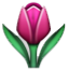 Purple Tulip At Bloom Smiley